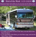 Filename=BirdofWeek2B1125052BSchupp.jpg
Filesize=205KiB
Dimensions=565x566
Date added=Sep 09, 2015 BirdofWeek2B1125052BSchupp.jpg