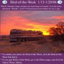 BirdofWeek_011306_Corpus.jpg