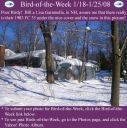 BirdofWeek_011808_Garamella.jpg