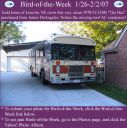 BirdofWeek_012607_Todd_Jones.jpg