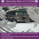 BirdofWeek_021706_Brinner.jpg