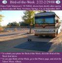 BirdofWeek_022208_Masterson.jpg