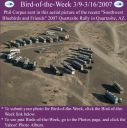 BirdofWeek_030907_Quartzsite.jpg