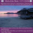 BirdofWeek_031706_Powell.jpg