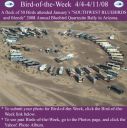 BirdofWeek_040408_SWBB_Q-site1.jpg