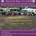 BirdofWeek_041108_SWBB_Q-site2.jpg