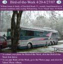 BirdofWeek_042007_Jensen.jpg