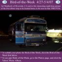 BirdofWeek_042707_Weatherly.jpg