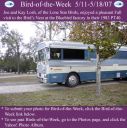 BirdofWeek_051107_Losh.jpg