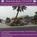 BirdofWeek_051807_Johnson.jpg