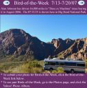 BirdofWeek_071307_Johnson.jpg