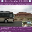 BirdofWeek_081106_Brady.jpg