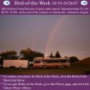 BirdofWeek_101907_Schreurs.jpg