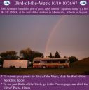 BirdofWeek_101907_Schreurs.jpg