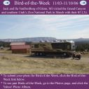 BirdofWeek_110306_VanDenBerg.jpg