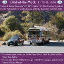 BirdofWeek_111006_Anderson.jpg