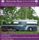 BirdofWeek_111105_August.jpg