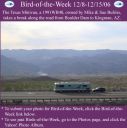 BirdofWeek_120806_Bulriss.jpg