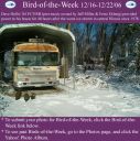 BirdofWeek_121606_Hollis.jpg