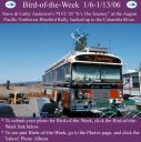 BirdofWeek_122305_Andersons.jpg