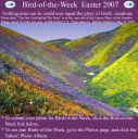 BirdofWeek_Easter_2007.jpg